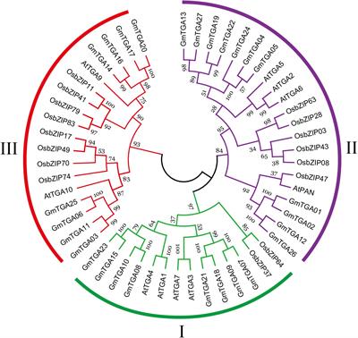 Genome-Wide Characterization and Expression Analysis of Soybean TGA Transcription Factors Identified a Novel TGA Gene Involved in Drought and Salt Tolerance